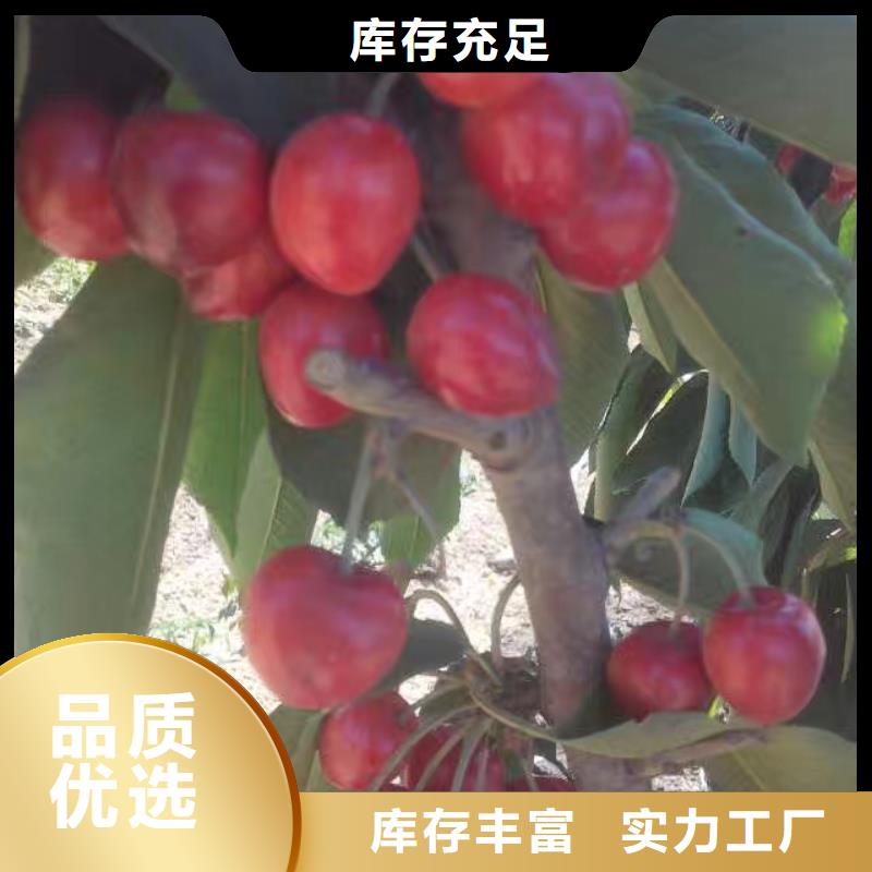 樱桃蓝莓苗精心选材