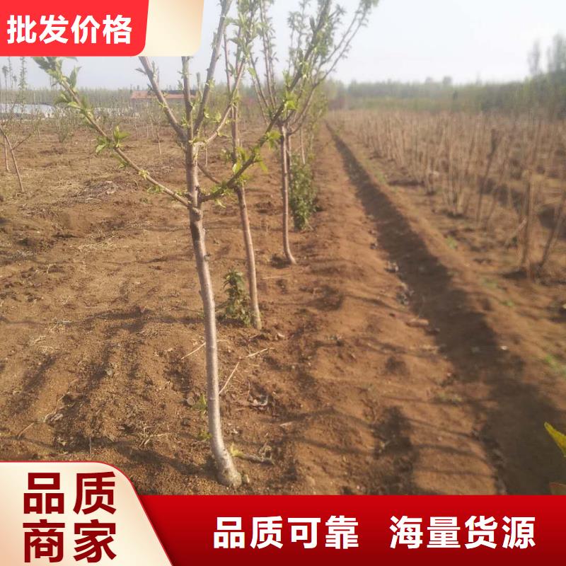 樱桃李子苗厂家十分靠谱