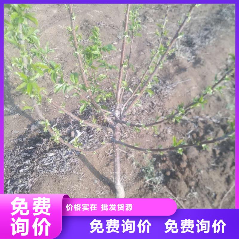大櫻桃苗當年結果樹