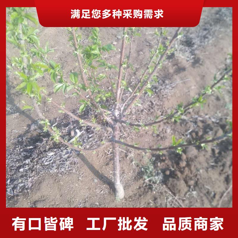 大樱桃苗质优价廉