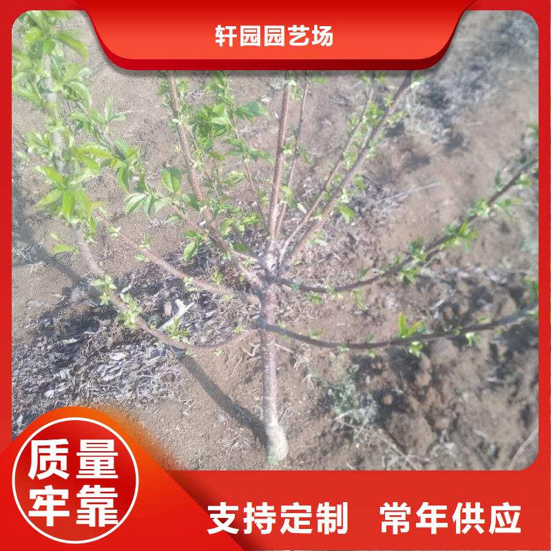 樱桃苹果苗追求品质