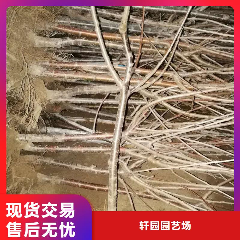 矮化大樱桃树苗欢迎咨询