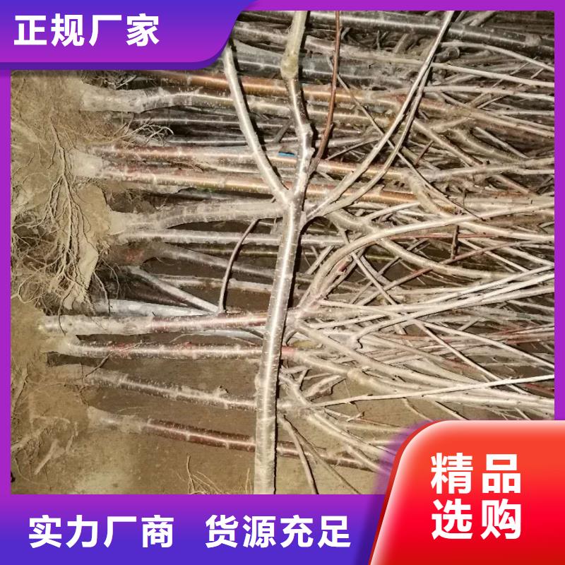 车厘子量多优惠