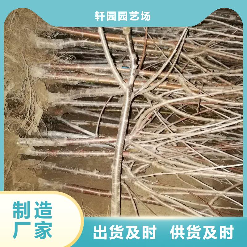 矮化车厘子树苗量多优惠