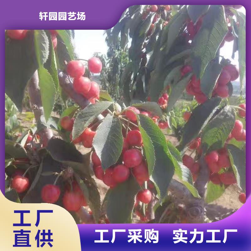 櫻桃蘋果苗應用范圍廣泛
