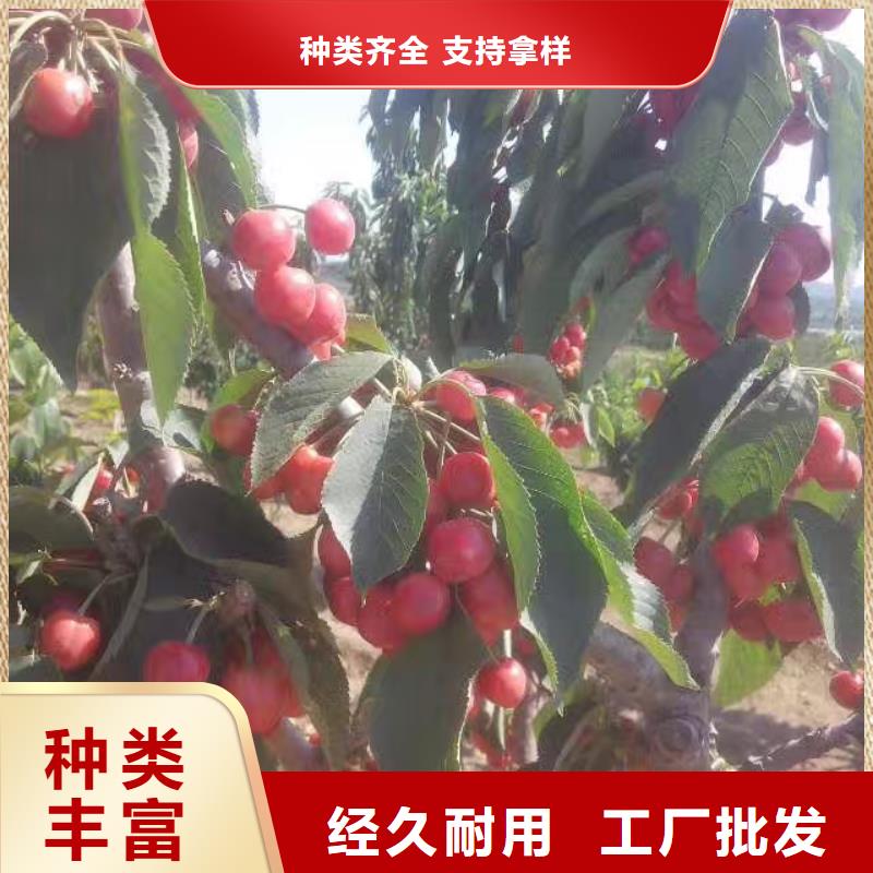 樱桃蓝莓苗精心选材