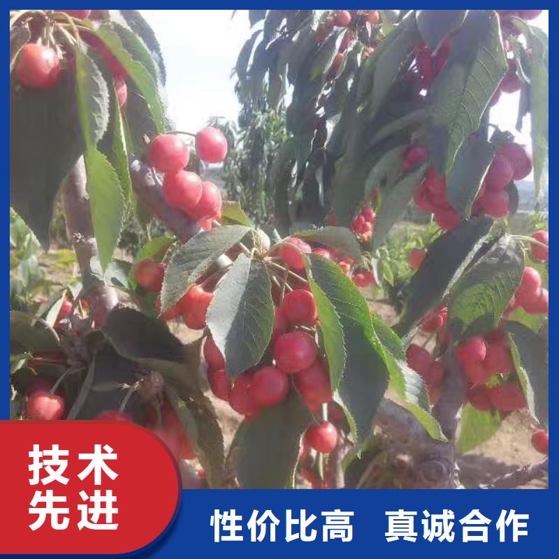 【樱桃】,樱桃苗自有生产工厂_轩园园艺场(澳门分公司)