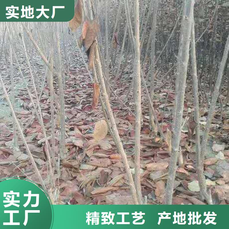 樱桃蓝莓苗精心选材