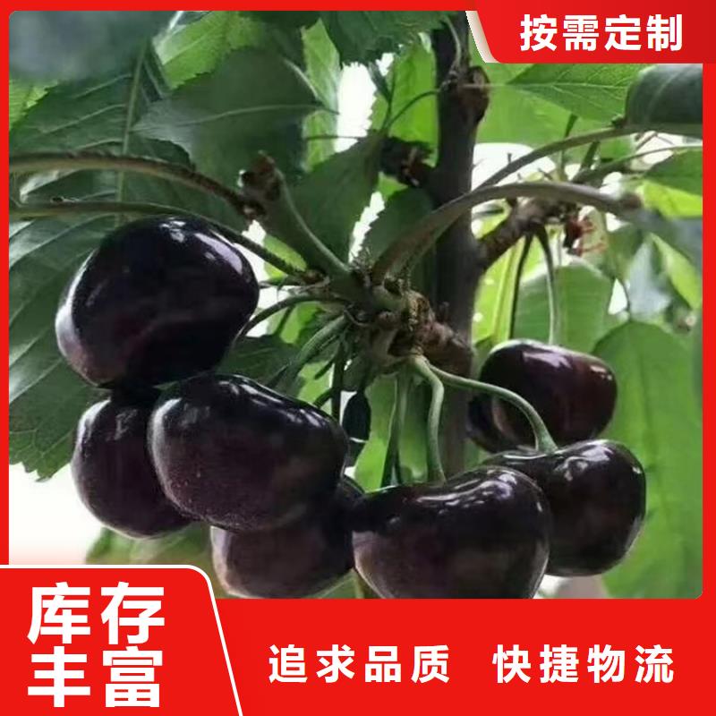 樱桃苹果苗优选厂家