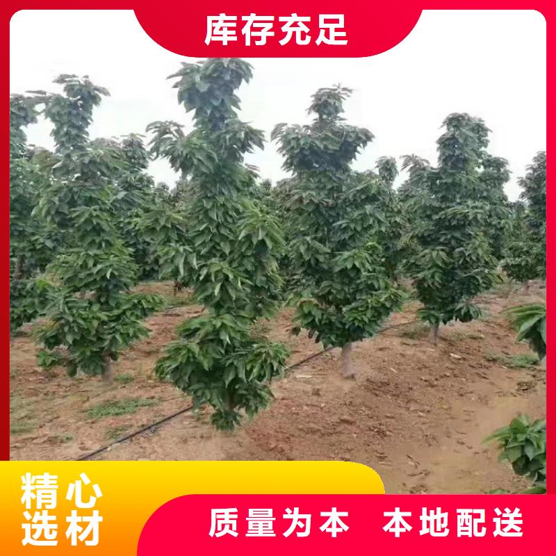 樱桃-【石榴树】供应采购本地公司