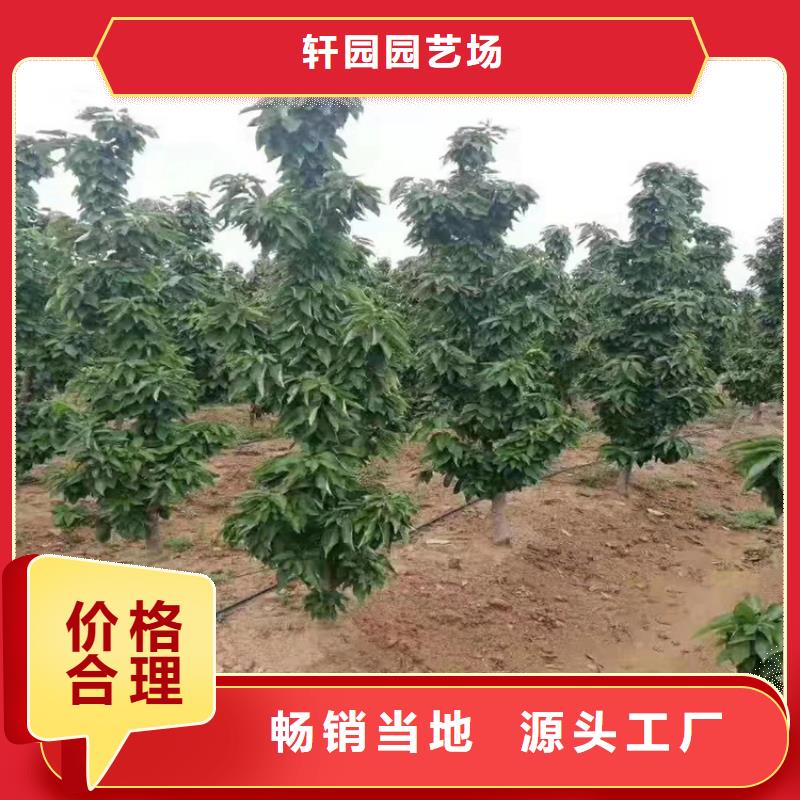 大櫻桃苗當年結果樹