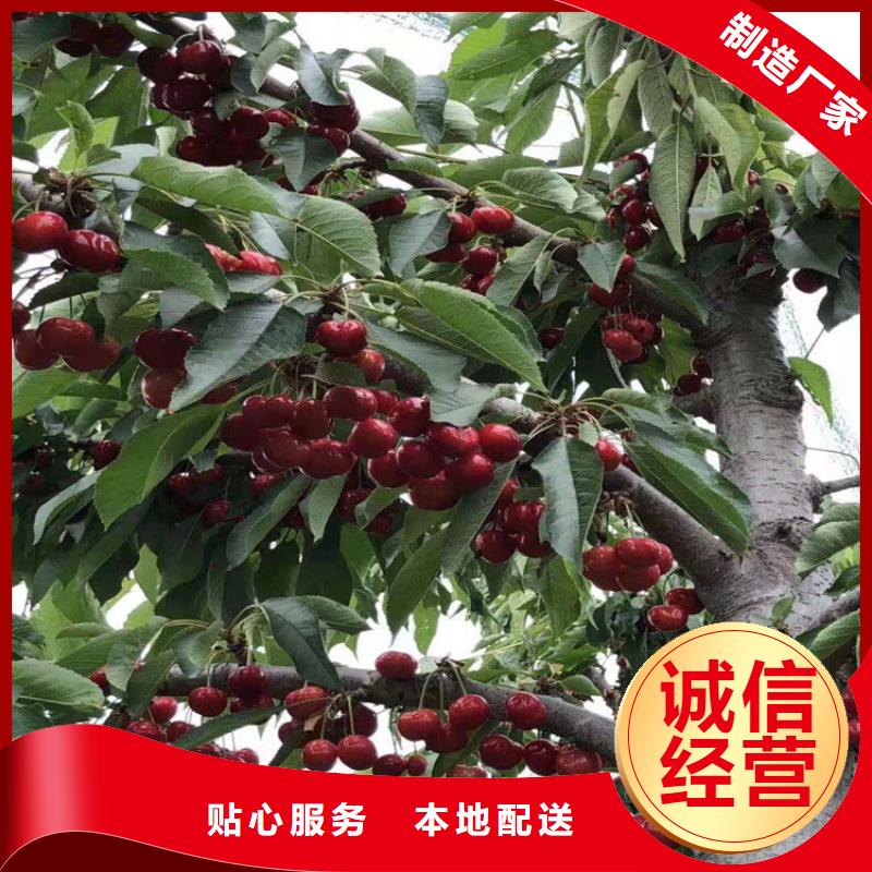 矮化吉塞拉大櫻桃苗規格