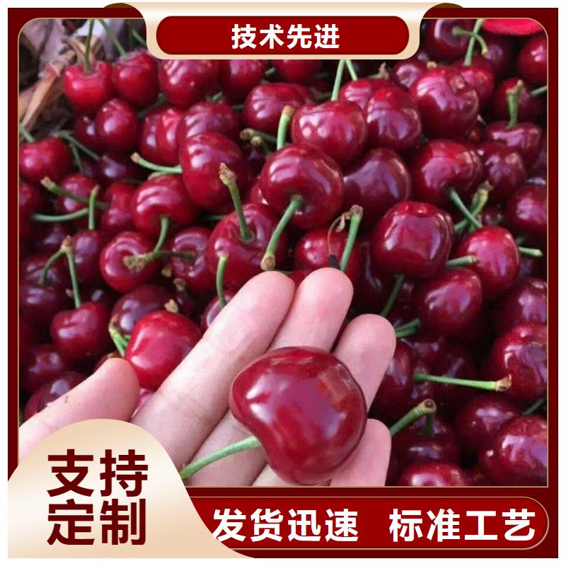 【樱桃】,樱桃苗自有生产工厂_轩园园艺场(澳门分公司)