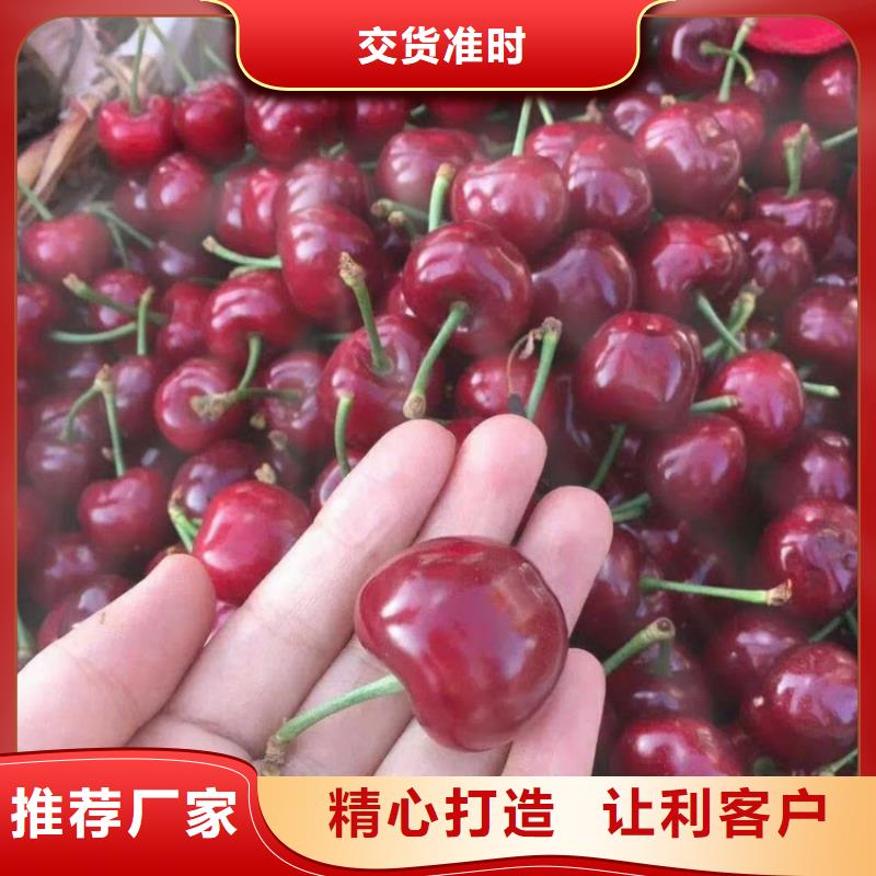 樱桃-【石榴树】供应采购本地公司