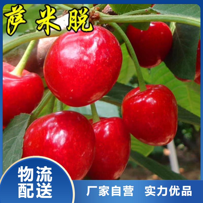 樱桃-【石榴树】供应采购-可发货到凌源|北票|营口|盘锦|辽阳|抚顺