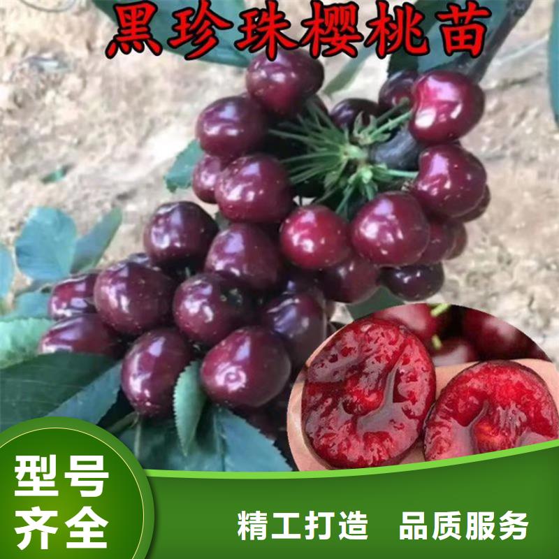 樱桃樱桃苗生产型