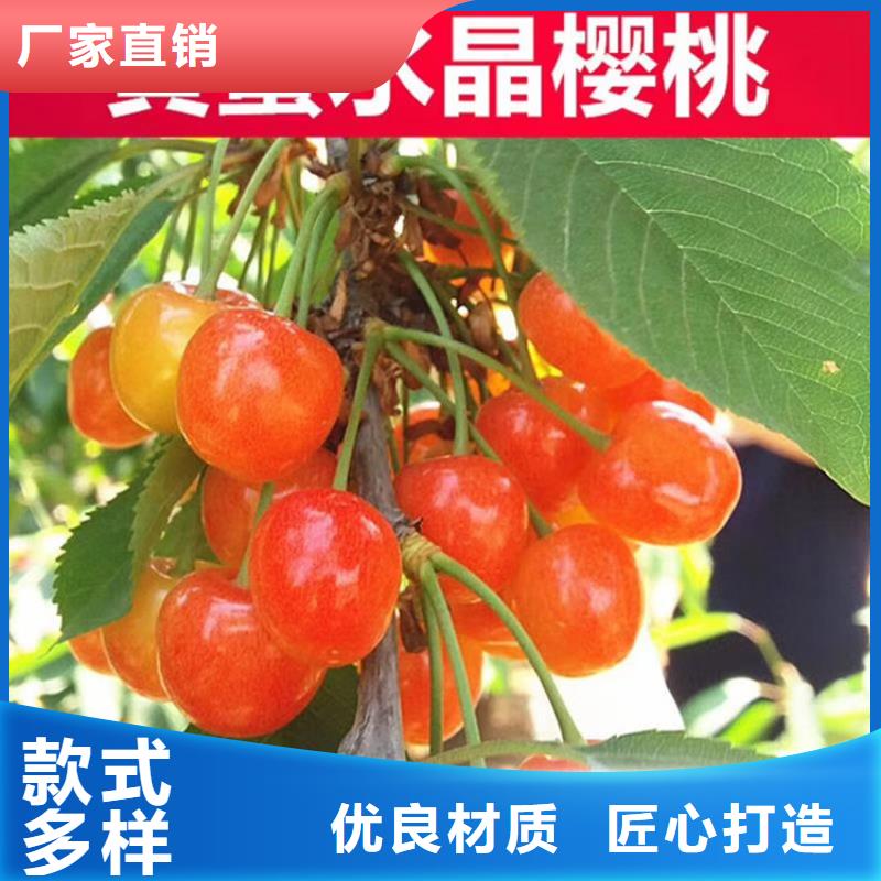 樱桃李子苗厂家十分靠谱