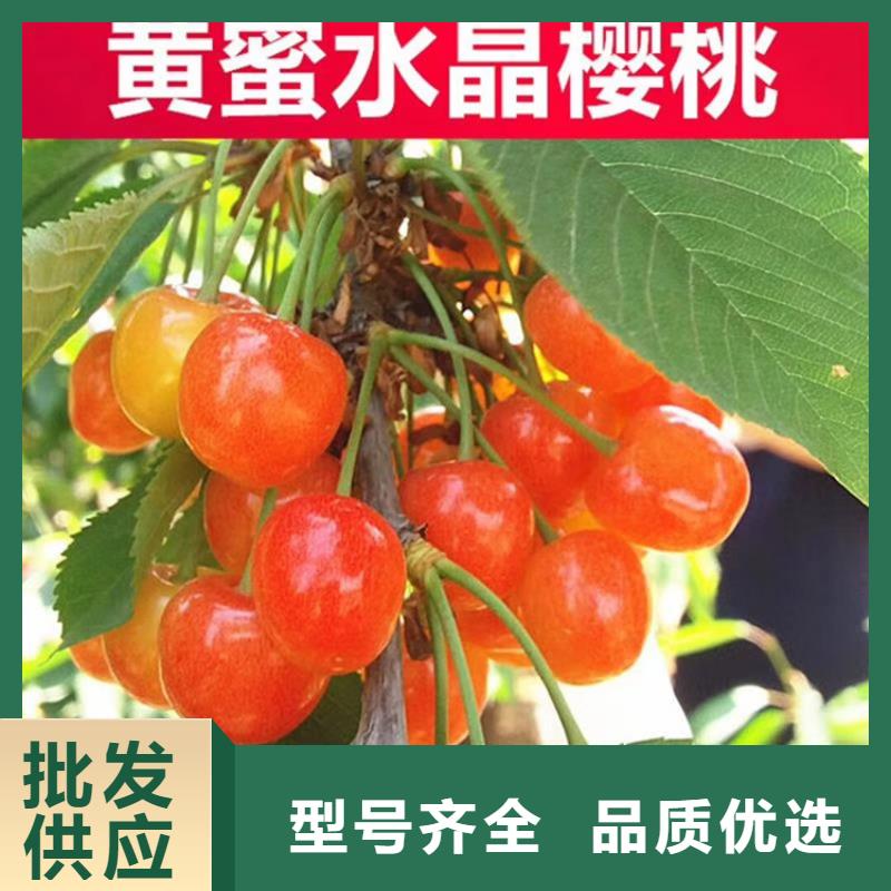 【樱桃_梨树苗通过检测】