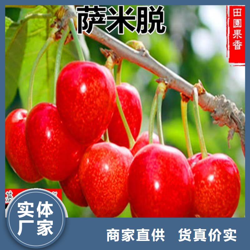 樱桃李子苗厂家十分靠谱