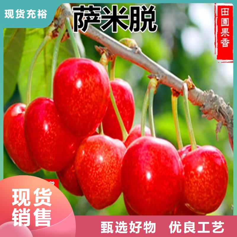 矮化大櫻桃樹苗批發價格