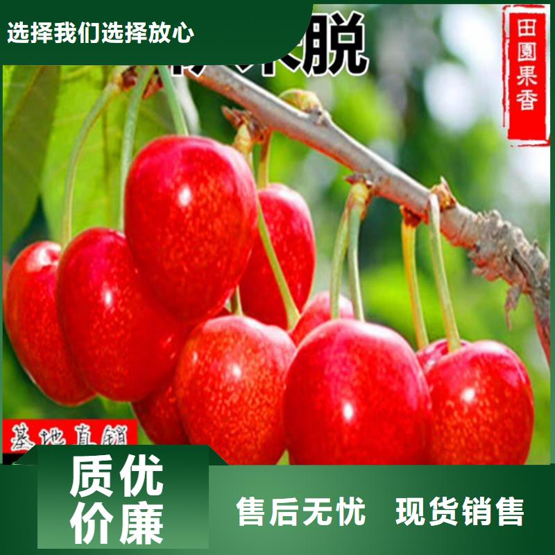 櫻桃石榴樹苗不斷創(chuàng)新