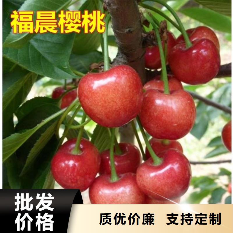 大櫻桃苗量多優惠