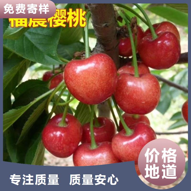 樱桃李子苗厂家十分靠谱