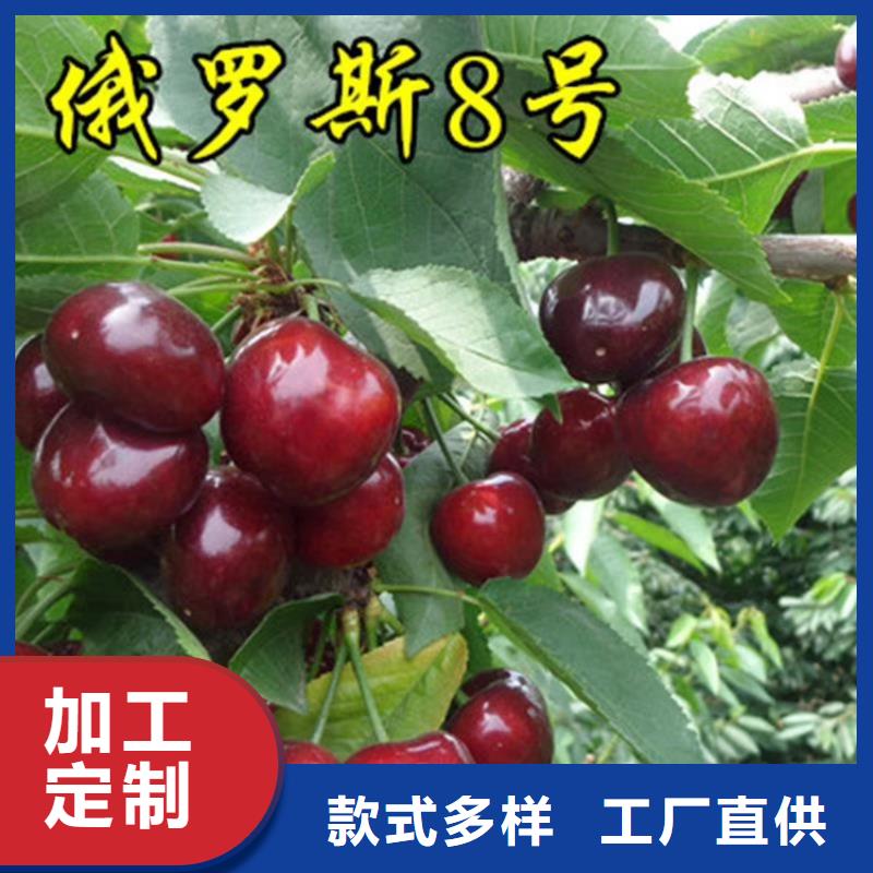 樱桃-【石榴树】供应采购-可发货到凌源|北票|营口|盘锦|辽阳|抚顺