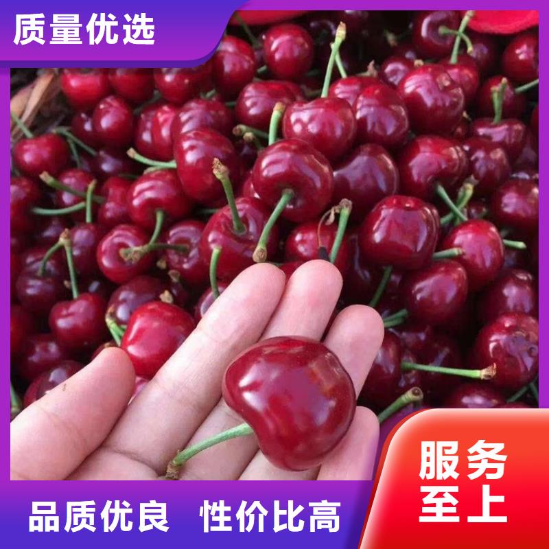 樱桃苹果苗厂家技术完善