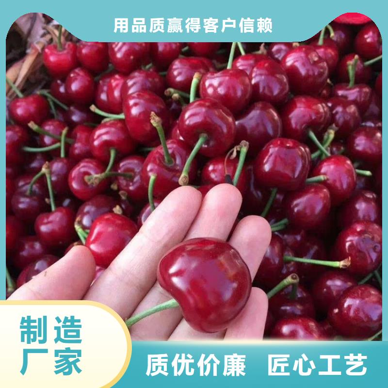 樱桃蓝莓苗精心选材