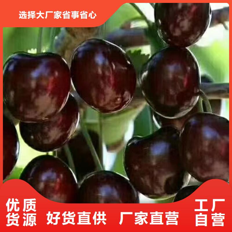 樱桃李子苗厂家十分靠谱