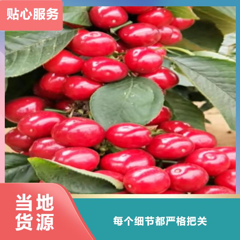 矮化大櫻桃樹苗批發價格