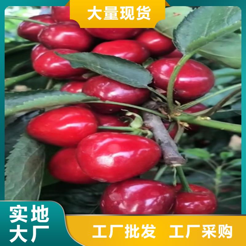 樱桃苹果苗优选厂家