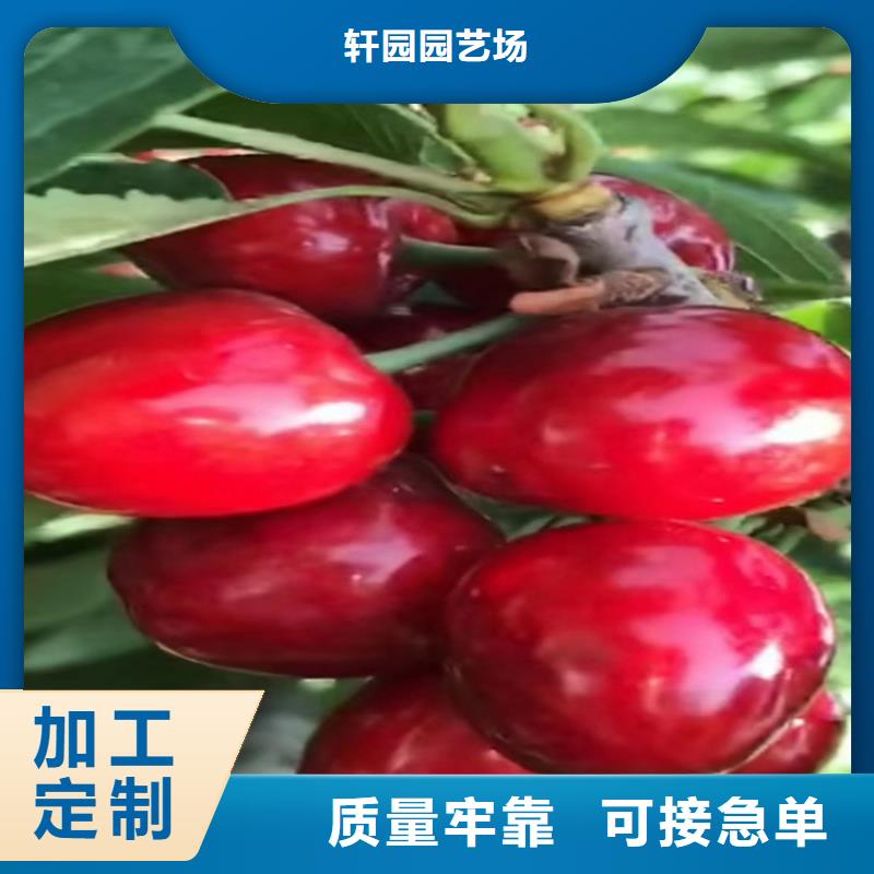 樱桃_【蓝莓苗】满足客户需求