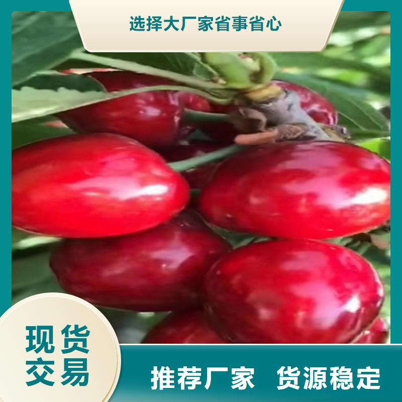 矮化吉塞拉大樱桃苗种植技术