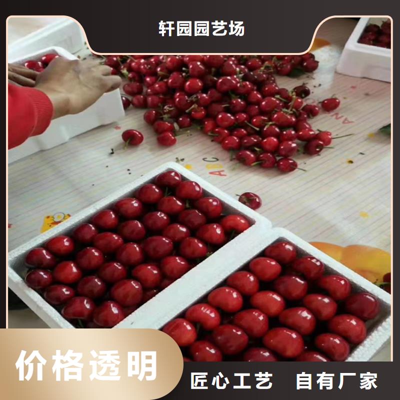 【樱桃】,樱桃苗自有生产工厂轩园梨树苗