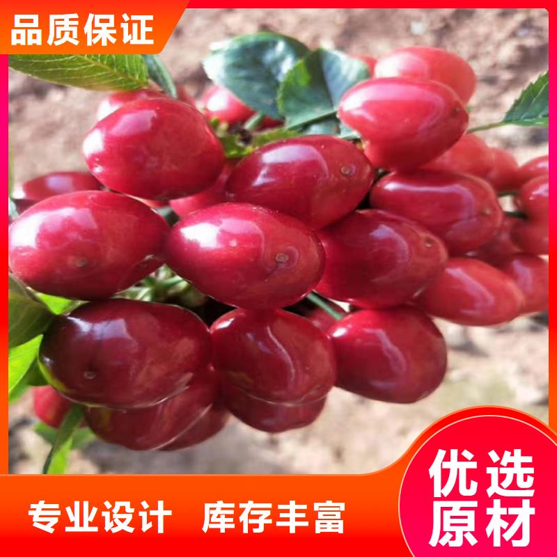 【樱桃樱桃苗量大从优】