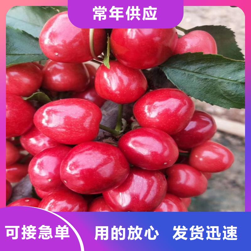 樱桃-【石榴树】供应采购本地公司