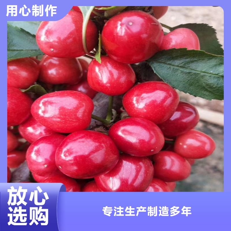 樱桃苹果苗优选厂家