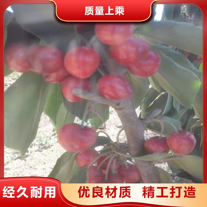 大櫻桃苗當(dāng)年結(jié)果樹