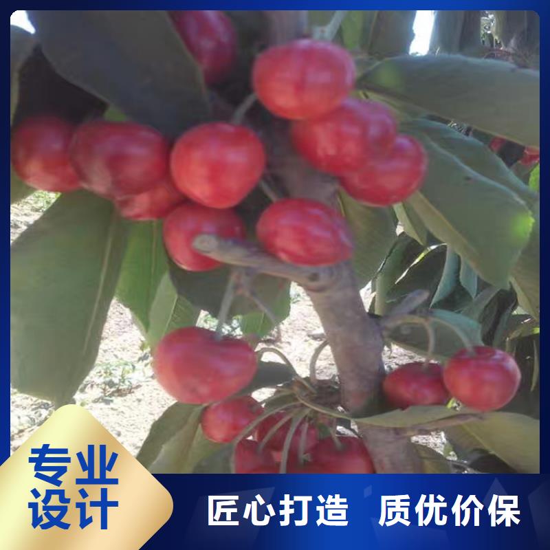 樱桃石榴树苗服务至上