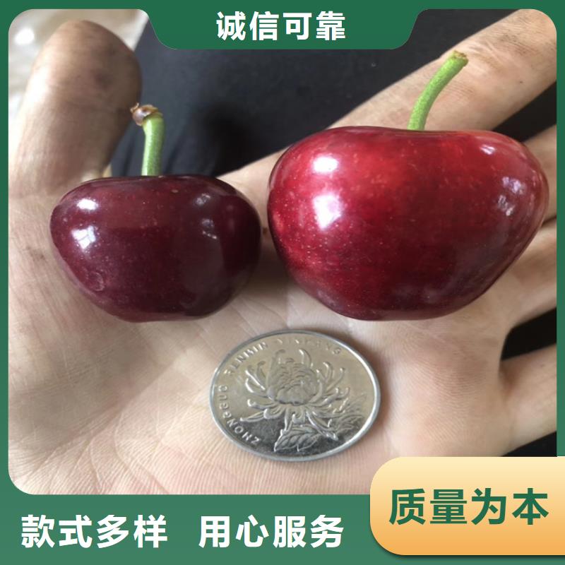 樱桃【苹果苗】产品细节参数