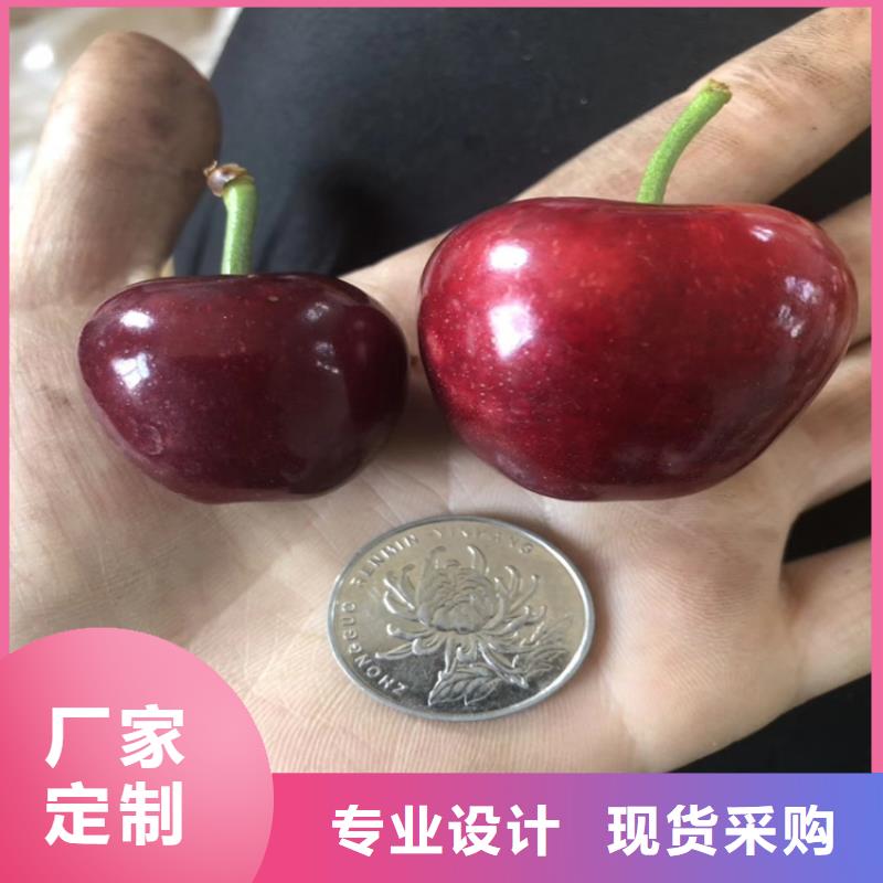 【樱桃】,樱桃苗自有生产工厂_轩园园艺场(澳门分公司)