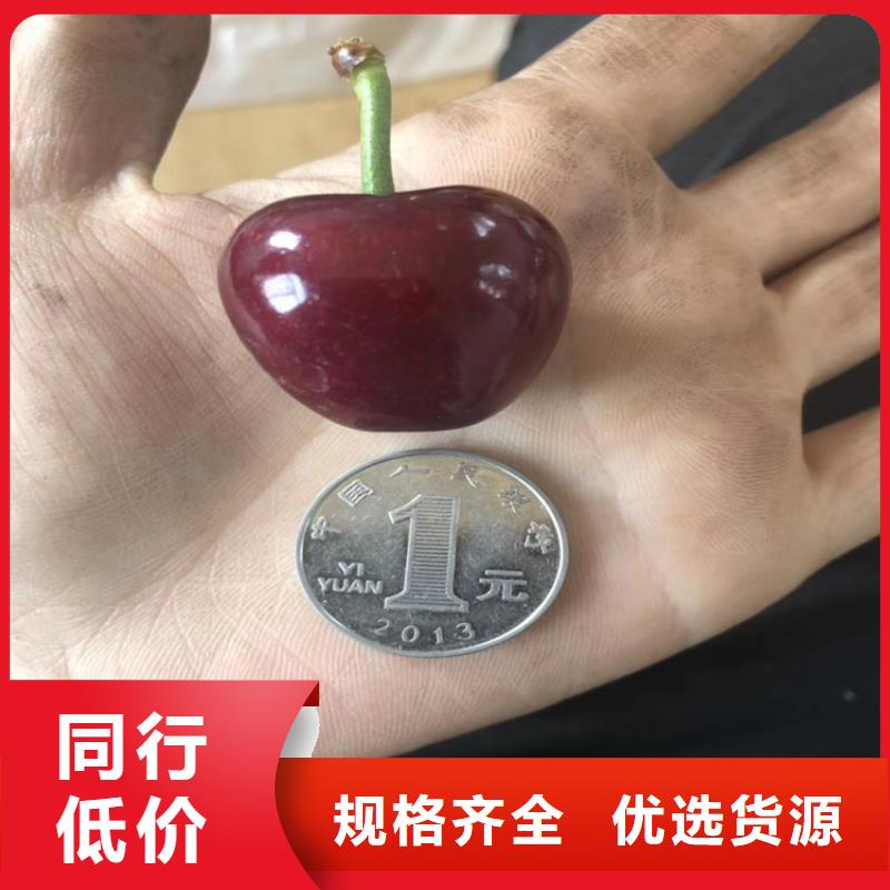 矮化吉塞拉大櫻桃苗規格