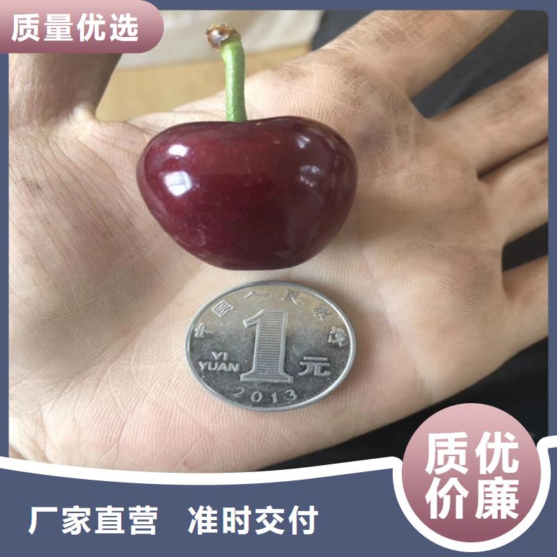 櫻桃藍莓苗產地貨源