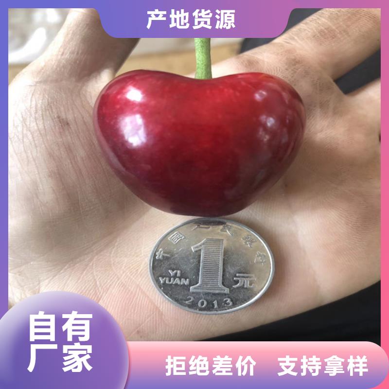 樱桃苹果苗优选厂家