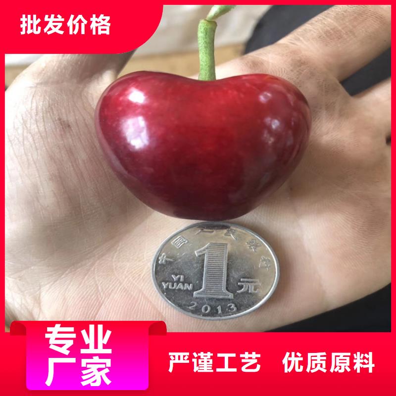 樱桃苹果苗专业品质