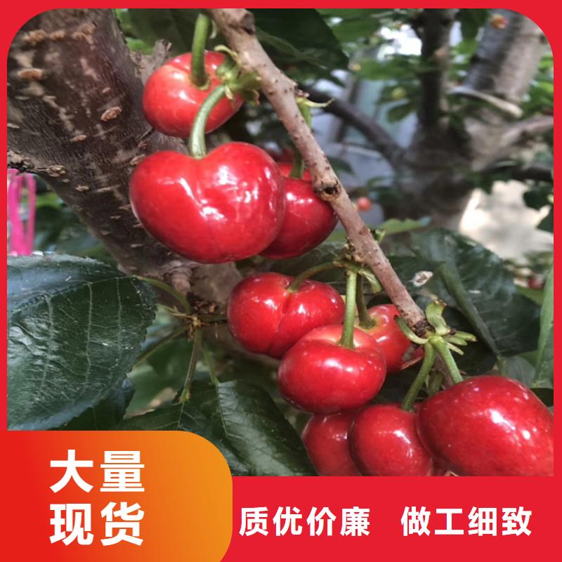 【 樱桃-樱桃苗一手货源】-轩园园艺场(承德市分公司)-企业旺旺