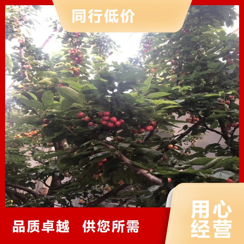 樱桃_【蓝莓苗】满足客户需求