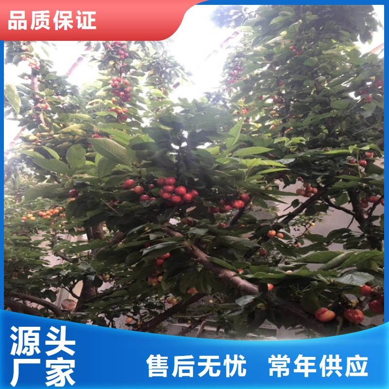 车厘子多少钱一棵